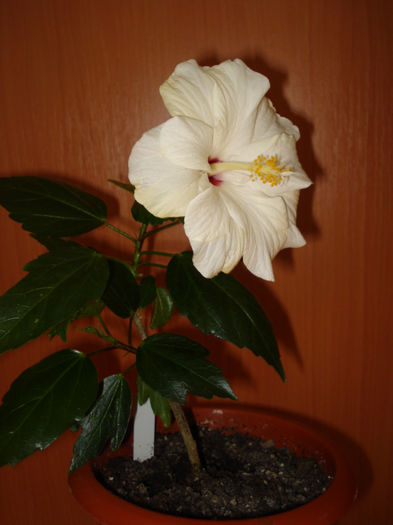 09.02.2013 - HIBISCUS 2013