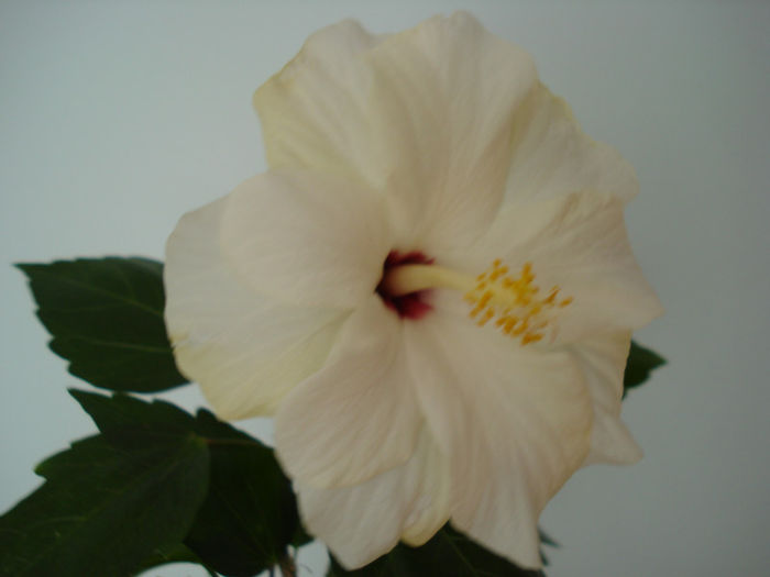 DSC06049 - HIBISCUS 2013