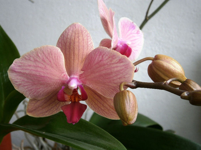 P2090018 - Reinfloriri orhidee 2013
