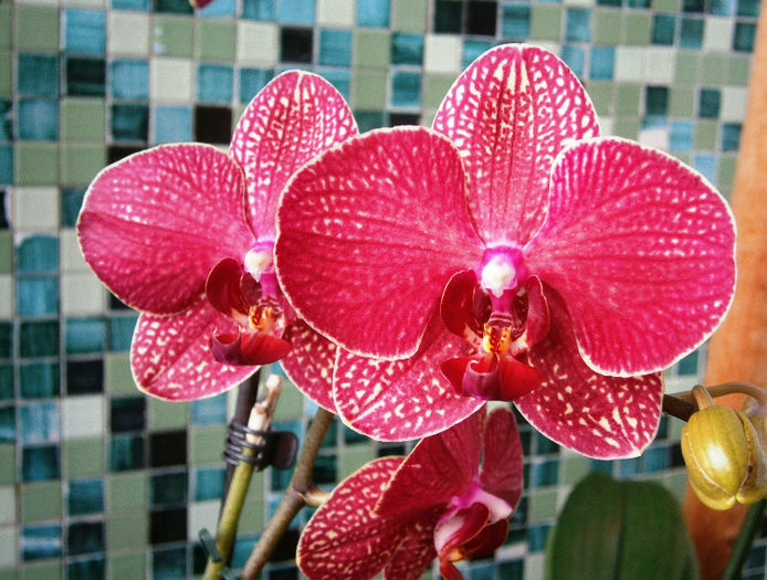 P2090004 - Reinfloriri orhidee 2013