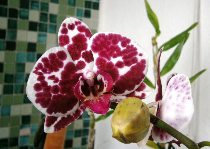 P2090007 - Reinfloriri orhidee 2013