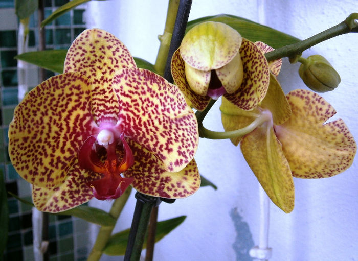 P2090011 - Reinfloriri orhidee 2013
