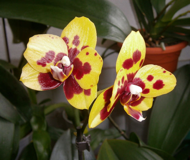 P2090017 - Reinfloriri orhidee 2013