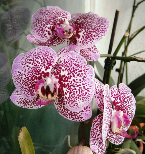 P2090016 - Reinfloriri orhidee 2013