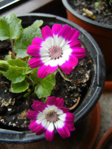 Pericallis x hybrida Fucshia (`13, Feb.09) - Pericallis x hybrida Fuchsia