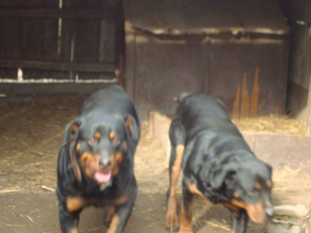 DSC03699 - PAZA CURTII     ROTTWEILER