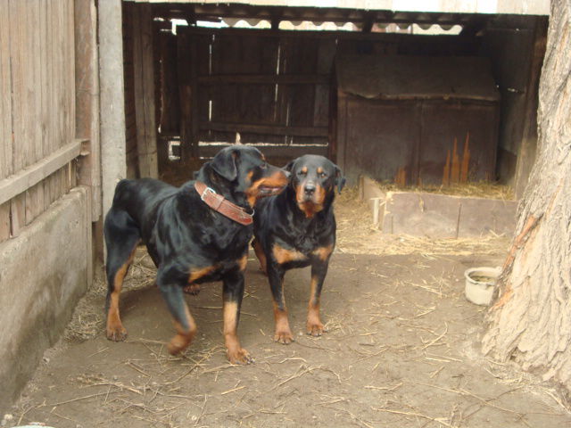 DSC03701 - PAZA CURTII     ROTTWEILER