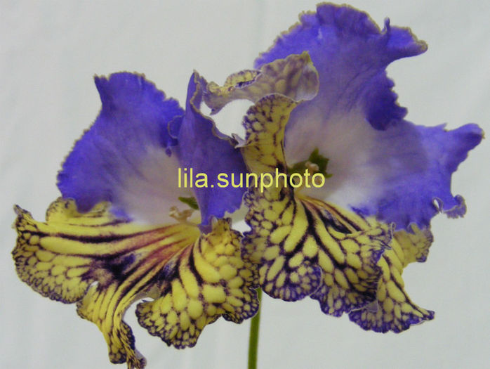  - streptocarpus FRANEK