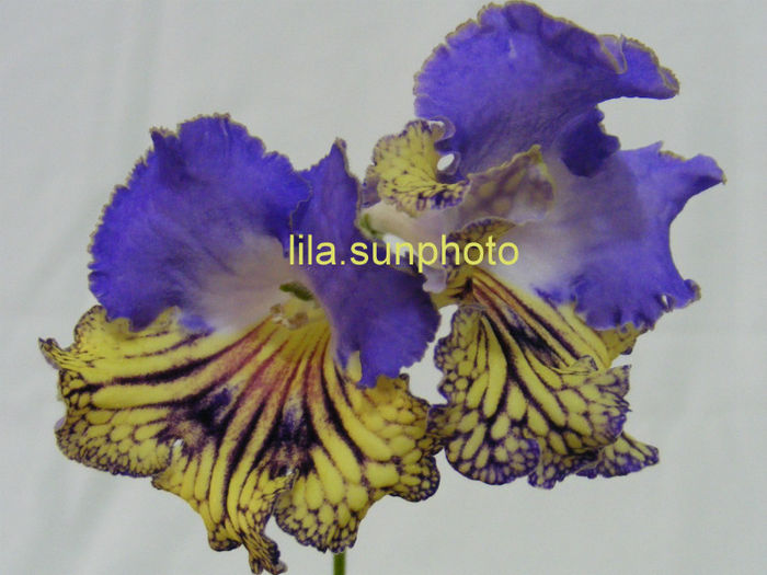  - streptocarpus FRANEK