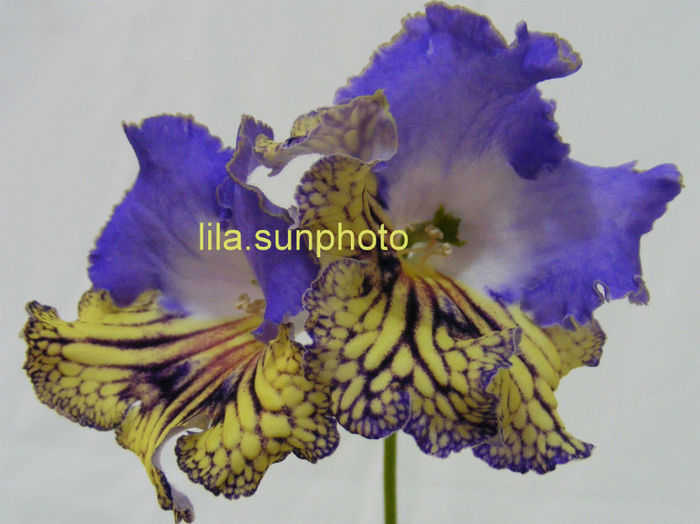  - streptocarpus FRANEK