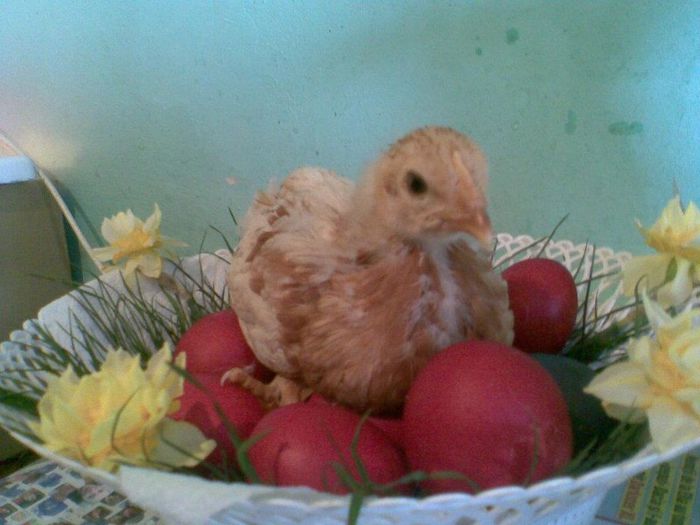 pui issa 3 saptamini