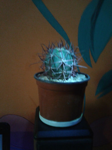 2013-02-09 16.31.59 - Cactusi