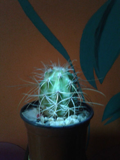 2013-02-09 16.33.12 - Cactusi