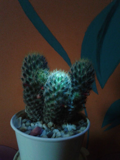 2013-02-09 16.35.25 - Cactusi