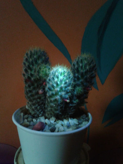 2013-02-09 16.35.42 - Cactusi