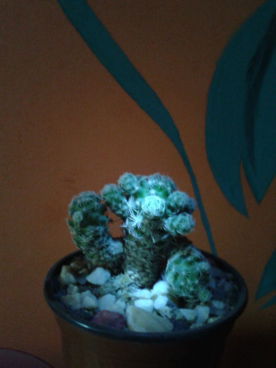 2013-02-09 16.36.25 - Cactusi