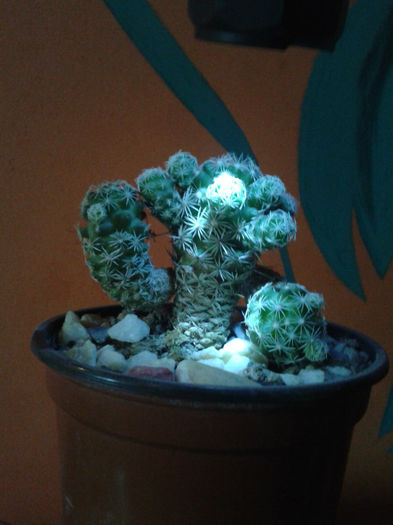 2013-02-09 16.36.35 - Cactusi
