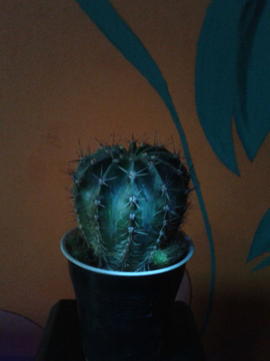 2013-02-09 16.37.05 - Cactusi