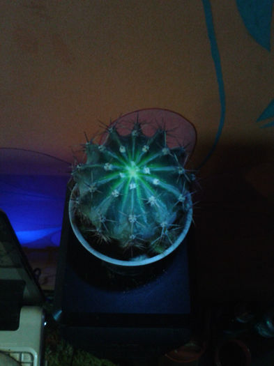 2013-02-09 16.37.13 - Cactusi