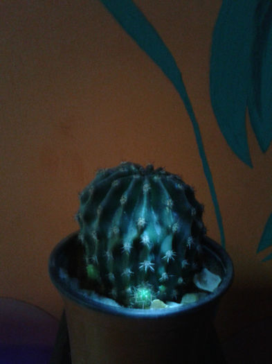 2013-02-09 16.37.46 - Cactusi