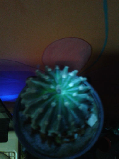 2013-02-09 16.37.59 - Cactusi