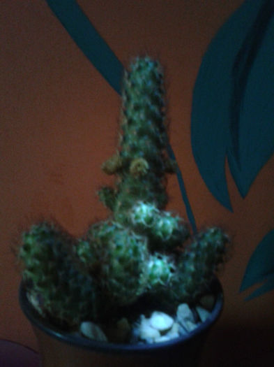 2013-02-09 16.38.39 - Cactusi