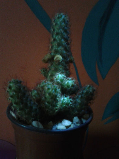 2013-02-09 16.38.54 - Cactusi