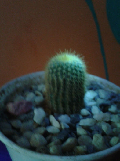 2013-02-09 16.39.20 - Cactusi