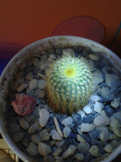 2013-02-09 16.39.32 - Cactusi