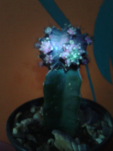 2013-02-09 16.40.16 - Cactusi