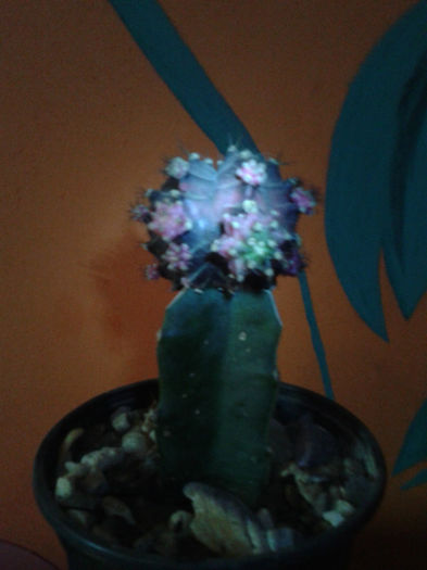 2013-02-09 16.40.46 - Cactusi