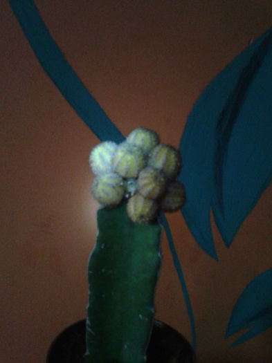 2013-02-09 16.41.28 - Cactusi