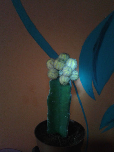 2013-02-09 16.41.38 - Cactusi