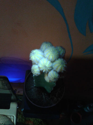 2013-02-09 16.41.50 - Cactusi