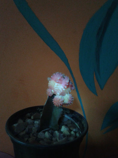 2013-02-09 16.42.18 - Cactusi
