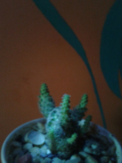 2013-02-09 16.42.51 - Cactusi