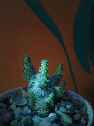 2013-02-09 16.43.09 - Cactusi