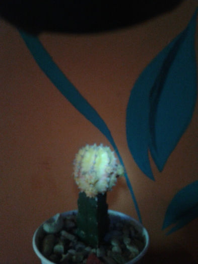 2013-02-09 16.43.41 - Cactusi