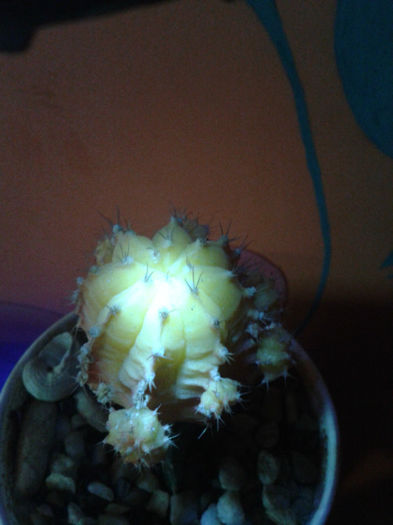 2013-02-09 16.43.53 - Cactusi