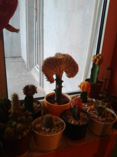 2013-02-09 16.45.32 - Cactusi
