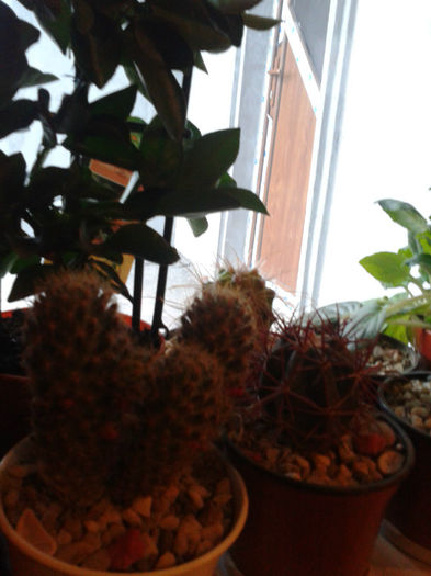 2013-02-09 16.45.55 - Cactusi