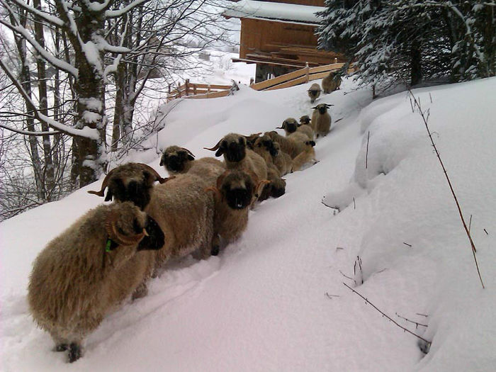  - OI WALLISER SCHWARZNASEN