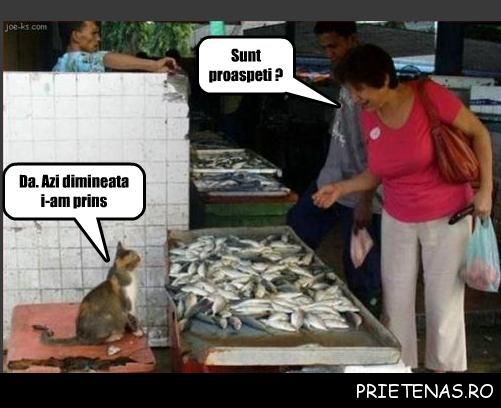 harnica-pisica_poze_haioase_prietenas.ro_1