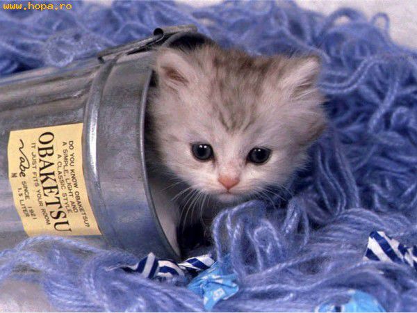 pisica1_1153244992 - glume cu animale