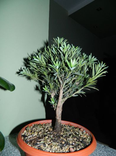 DSCN1731 - Bonsai - Podocarpus macrophyllus