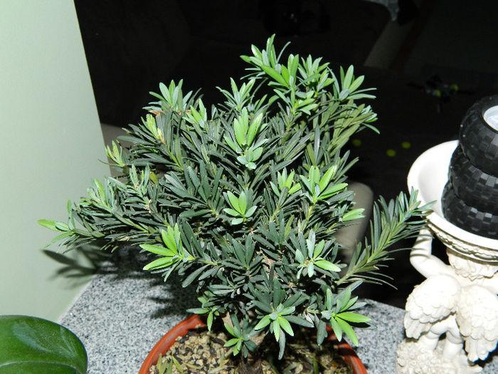 DSCN1743 - Bonsai - Podocarpus macrophyllus