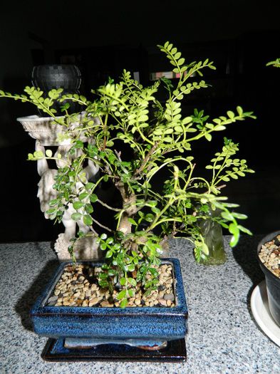 DSCN1727 - Bonsai - Zanthoxylum piperitum