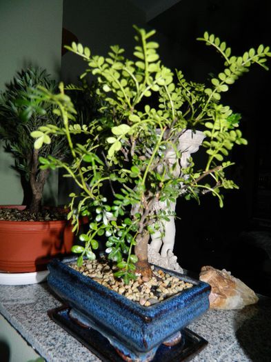 DSCN1728 - Bonsai - Zanthoxylum piperitum