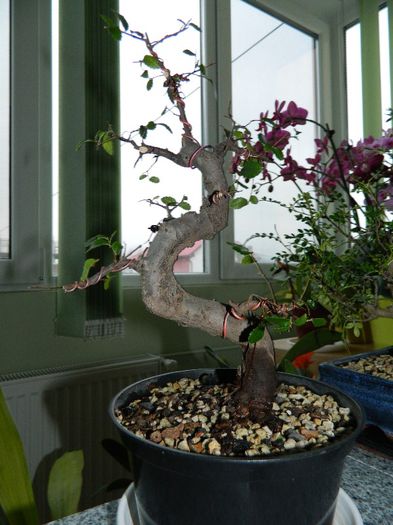 DSCN1723 - Bonsai - Zelkova serrata