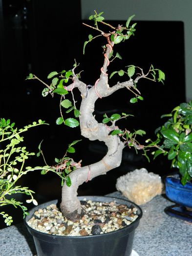 DSCN1762 - Bonsai - Zelkova serrata